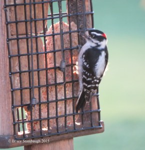 Downy Woodpecker