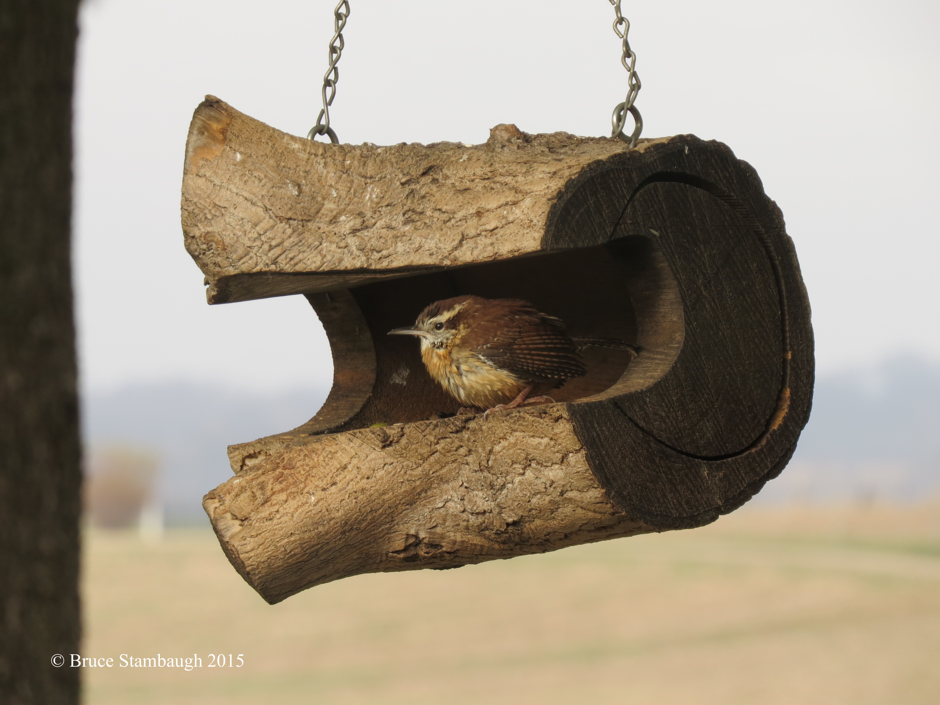 Carolina Wren, bird feeder
