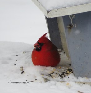 northern cardinal, snow, bird feeder