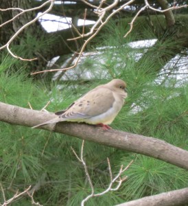 mourning dove, Ohio