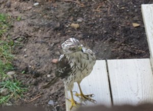 Sharp-shinned Hawk