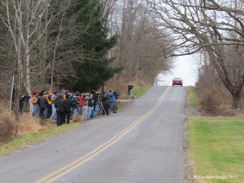 birding, birders, Brambling