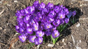 spring flowers, crocuses