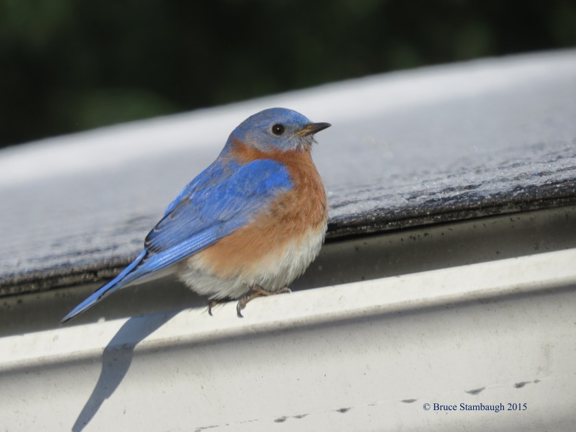 male eastern bluebird
