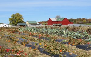 frosted produce field