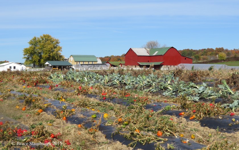 frosted produce field