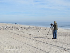 birding on the beach