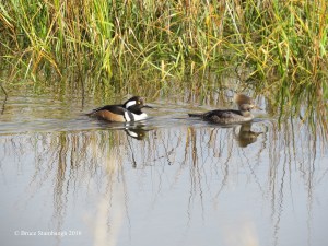 hood mergansers, saltmarsh