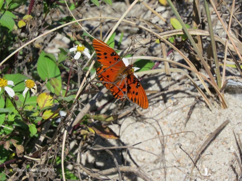 gulf fritillary butterfly