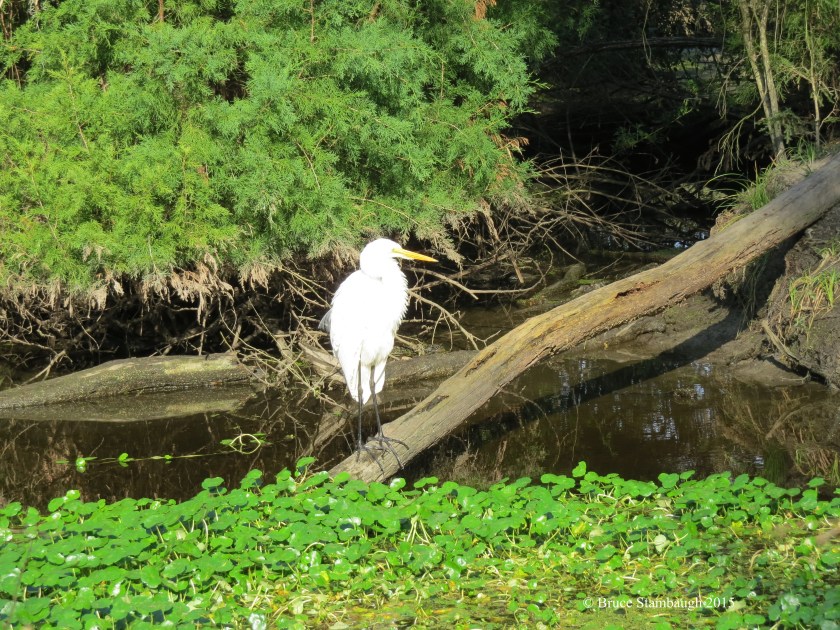 Great Egret