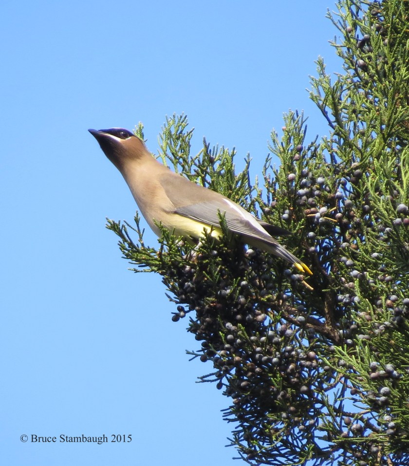 Cedar Waxwing