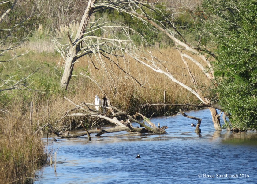 Egan's Creek Greenway