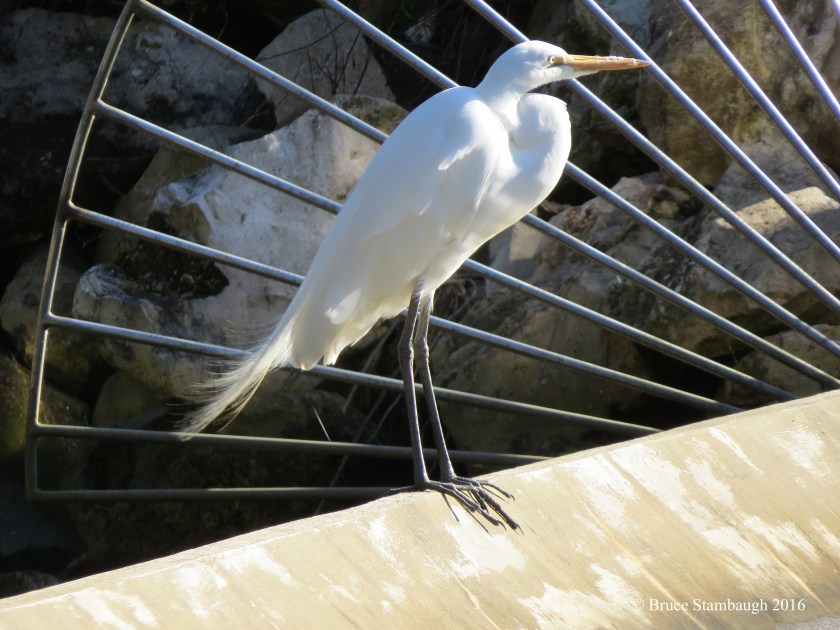 Great Egret