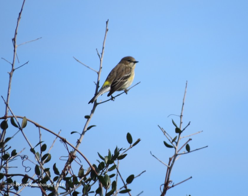 yellow-rumped warbler