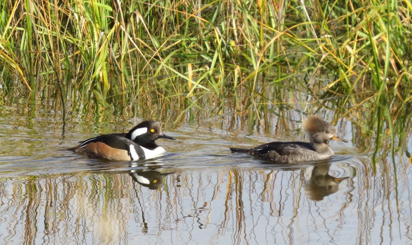 hooded mergansers, Egan's Creek Greenway