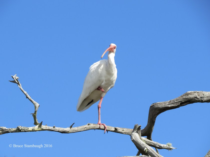 white ibis