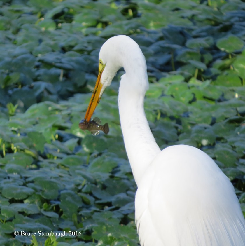 Great Egret