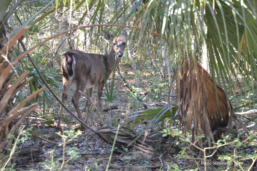 deer