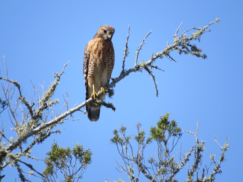 red-shouldered hawk