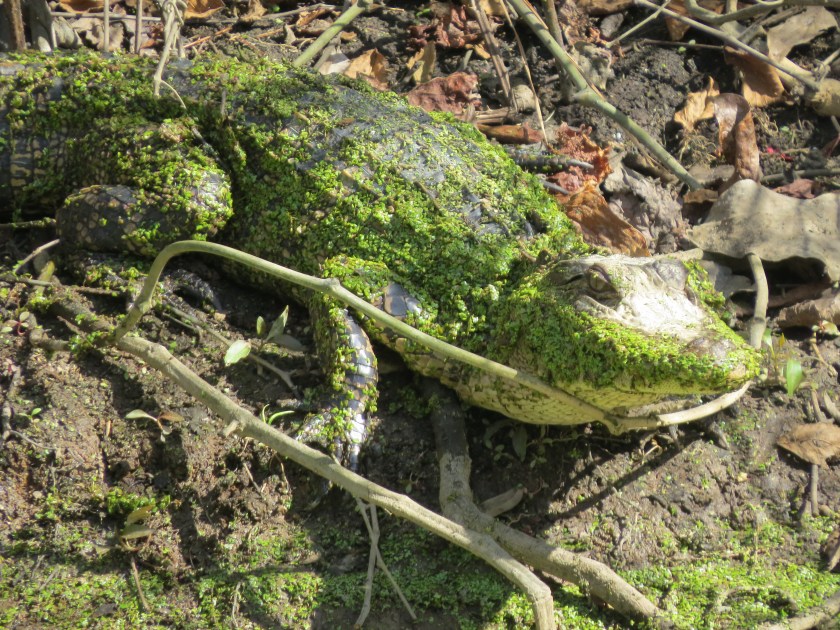 alligator, sunbathing