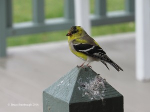 American Goldfinch, molting