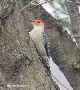 red-bellied woodpecker