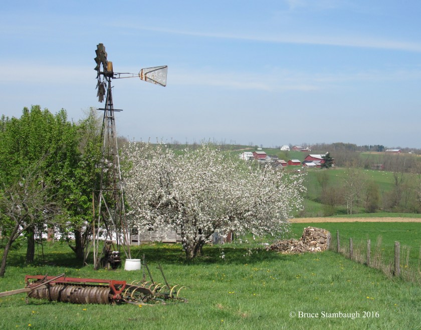 spring blossoms, Ohio's Amish country