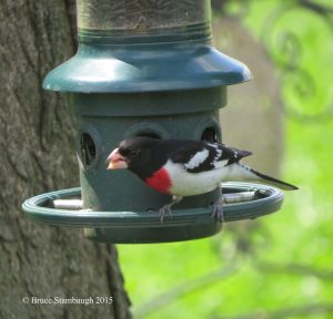 male rose-breasted grosbeak