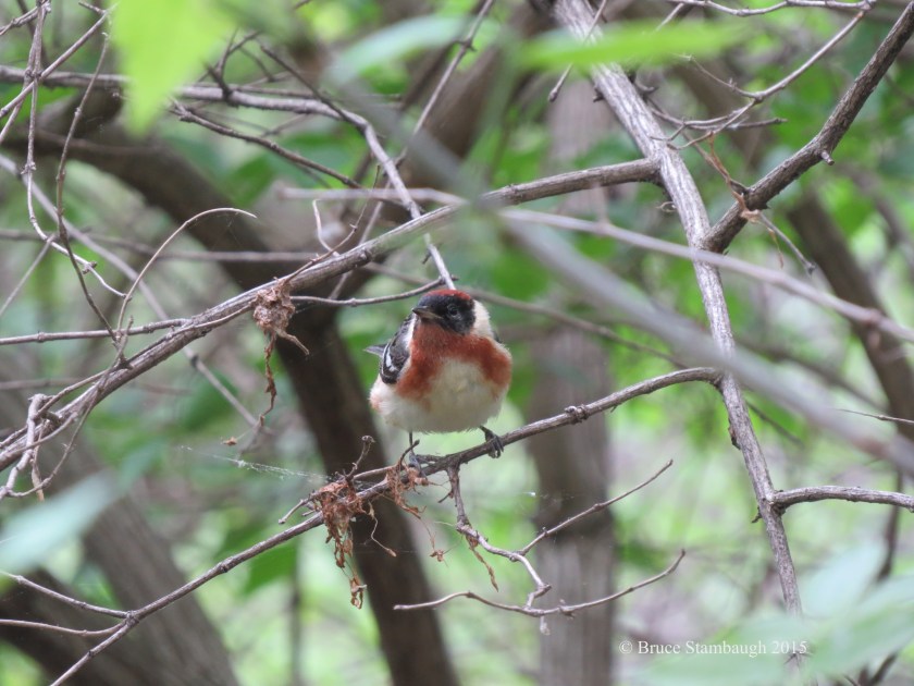 bay-breasted warbler