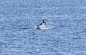 dolphins, Atlantic Ocean, Florida