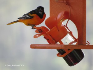 Gulping grape jelly.