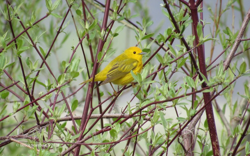 yellow warbler