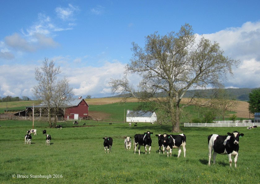 holstein dairy cows