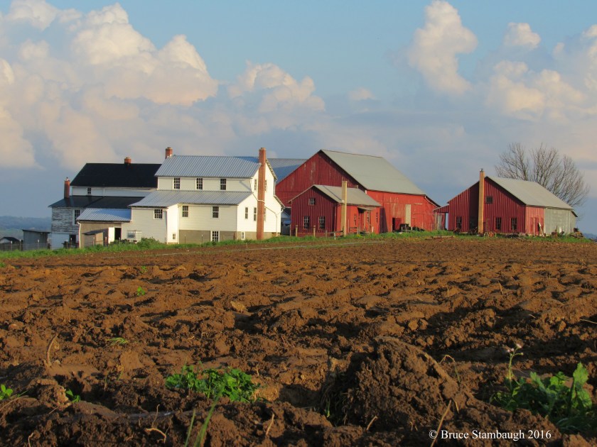 Amish farmstead, furrowed field
