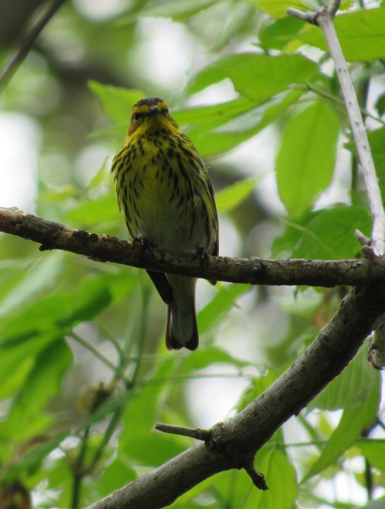 cape may warbler