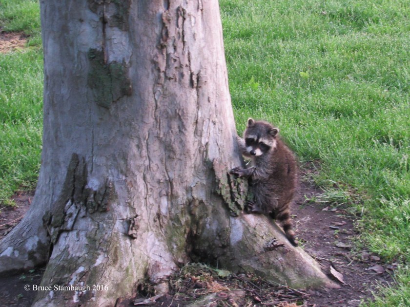 baby raccoon