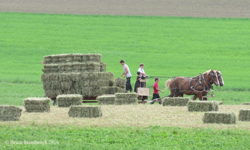 making hay, Ohio's Amish Country