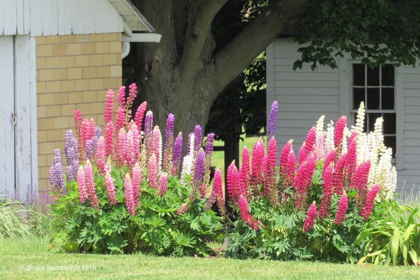 lupines, Amish farm