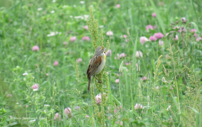 dickcissel