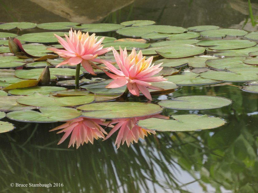 water lily flowers, Monet