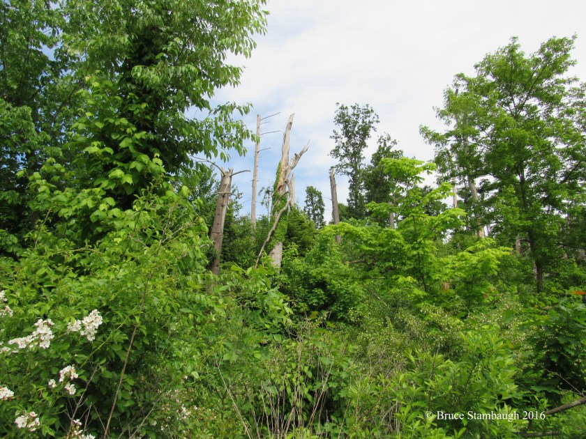 damaged trees, OARDC