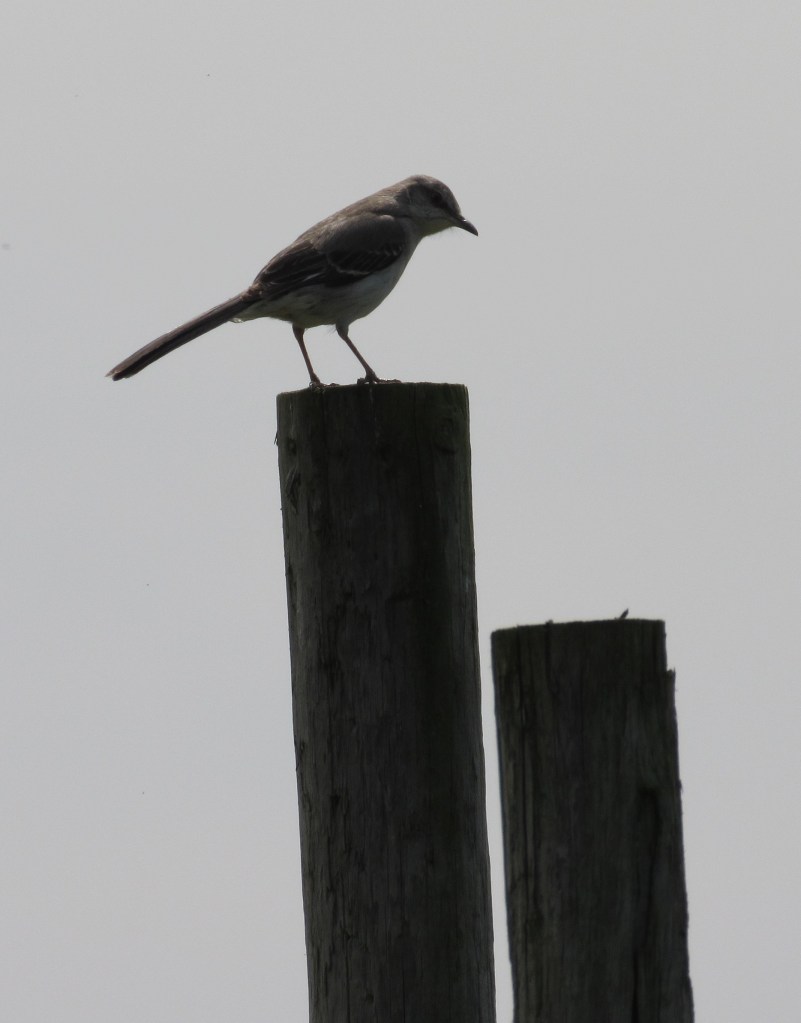 northern mockingbird