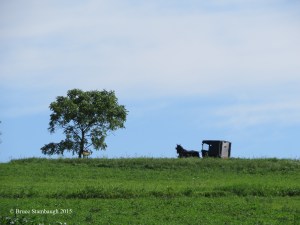 Amish buggy