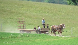 work ethic, Amish gathering hay