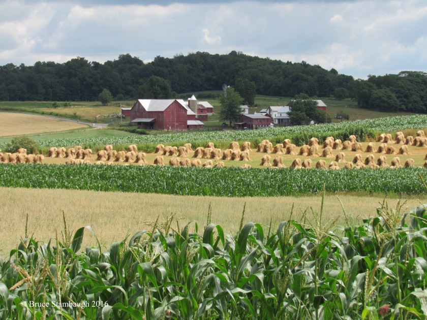 Amish farm, corn, wheat, oats