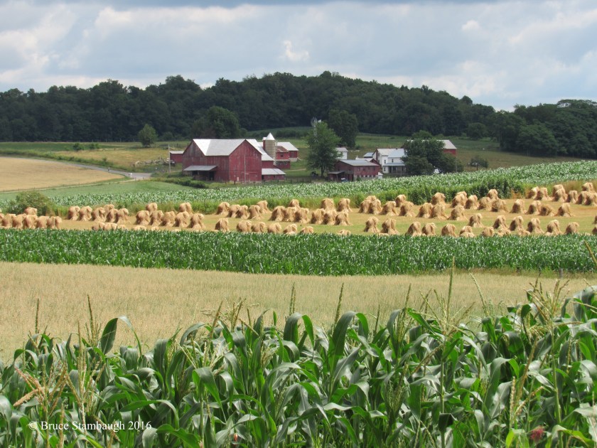 Amish farm, wheat shocks