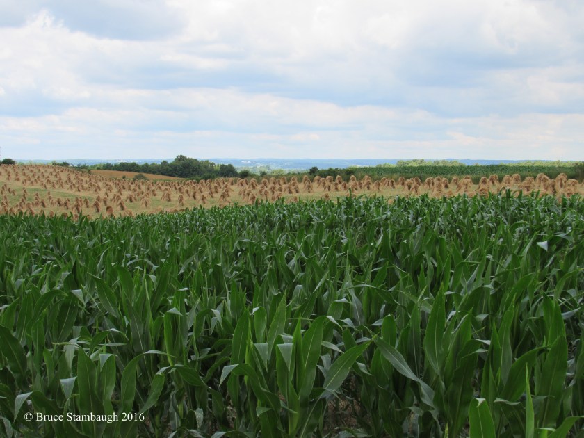 Amish farm, Killbuck Valley