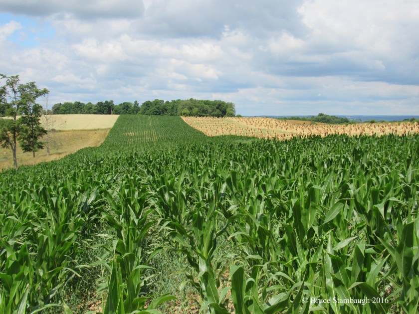 grain crops, Amish farm