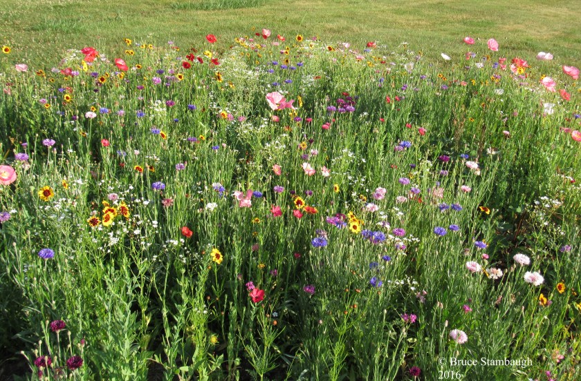 wildflowers, Ohio's Amish country