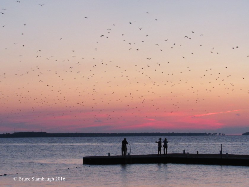 gulls. Lake Erie